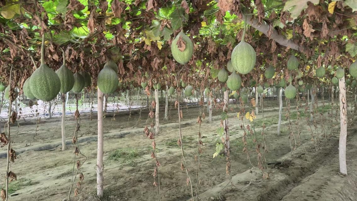 一排排瓜蒌架整齐排列。人民网记者 焦磊摄