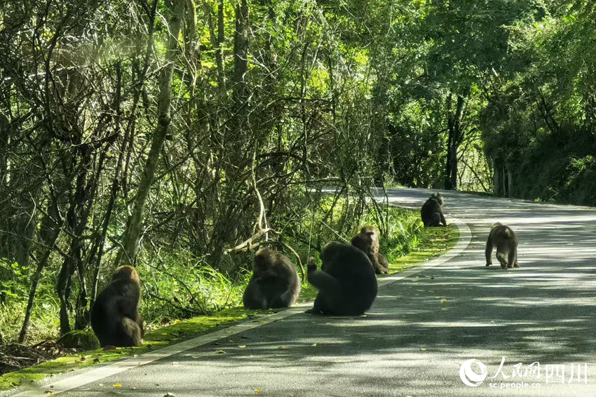 ���ƼҺӣ��������˵�ʱ���οͿ�����·��ż��Ұ����Ⱥ��������