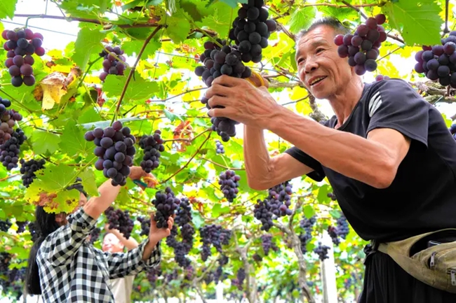 ����������԰�������ڲ�ժ���ѡ����ӱ��